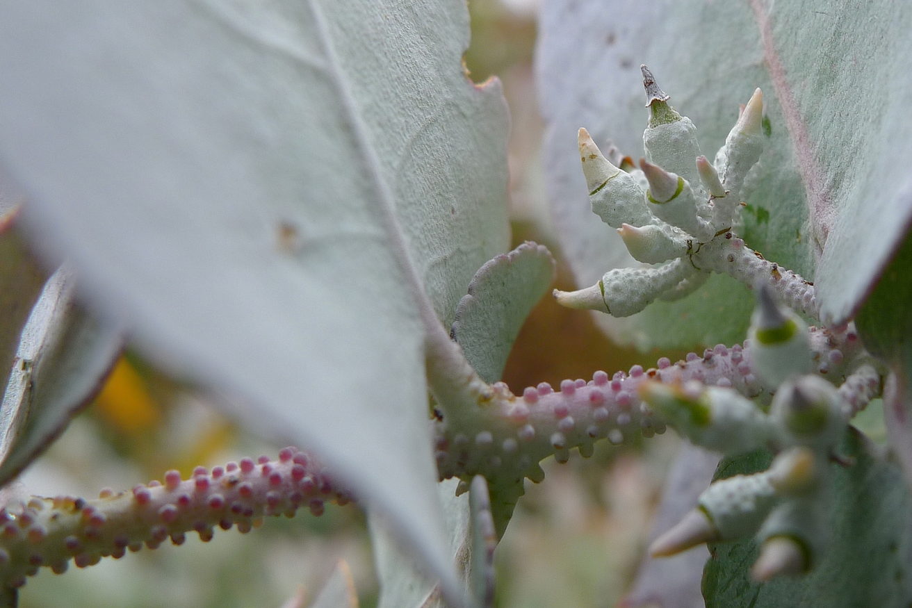 Eucalyptus buds and slender stems photographed against a plain background.