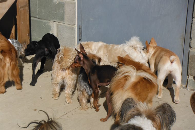 Eight dogs of different breeds and sizes standing together on the floor of an indoor room.