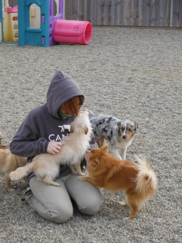 A walker in a hooded coat standing among several small dogs on a paved yard.
