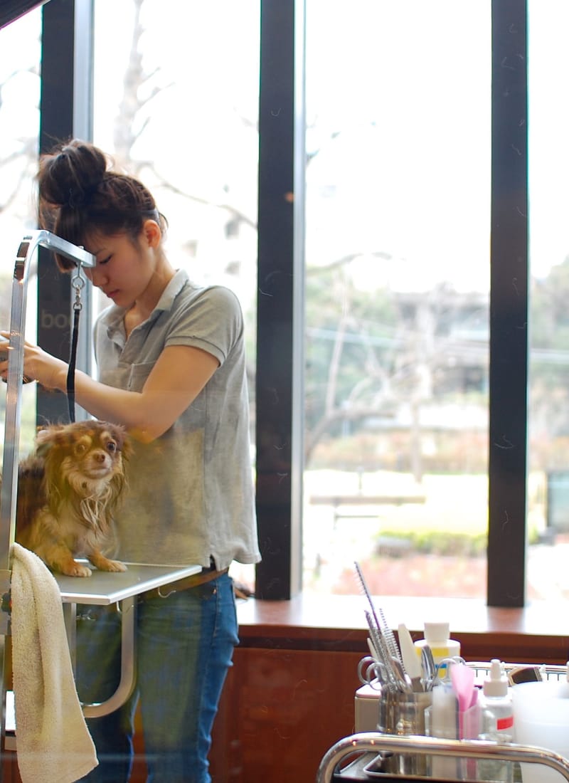 A groomer blow-drying a small long-coated dog standing on a grooming table beside a window.