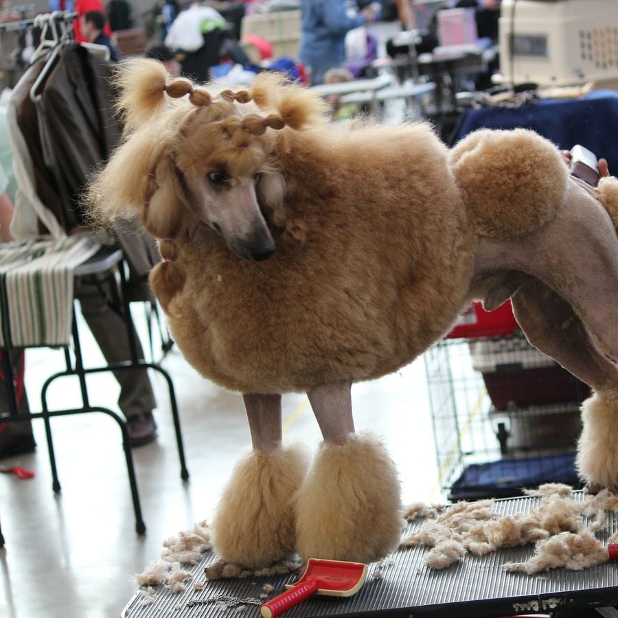 An apricot standard poodle standing on a grooming table in a freshly scissored trim, clippings lying around its feet.
