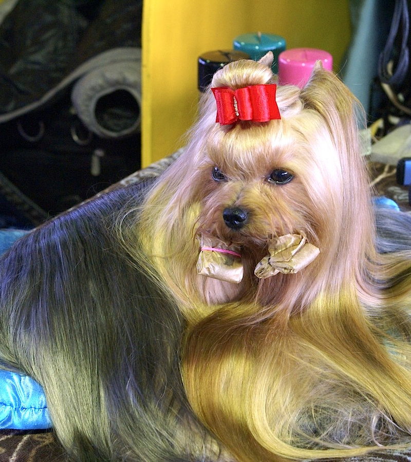 A Yorkshire terrier in a long show coat lying on a grooming table, its topknot tied and the length of the coat folded into paper wraps.