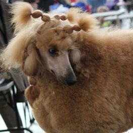 Salon detail: an apricot poodle's head with its topknot held in small bands.