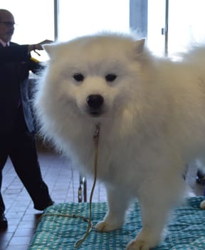 A white American Eskimo dog standing on a grooming table with its coat brushed out.