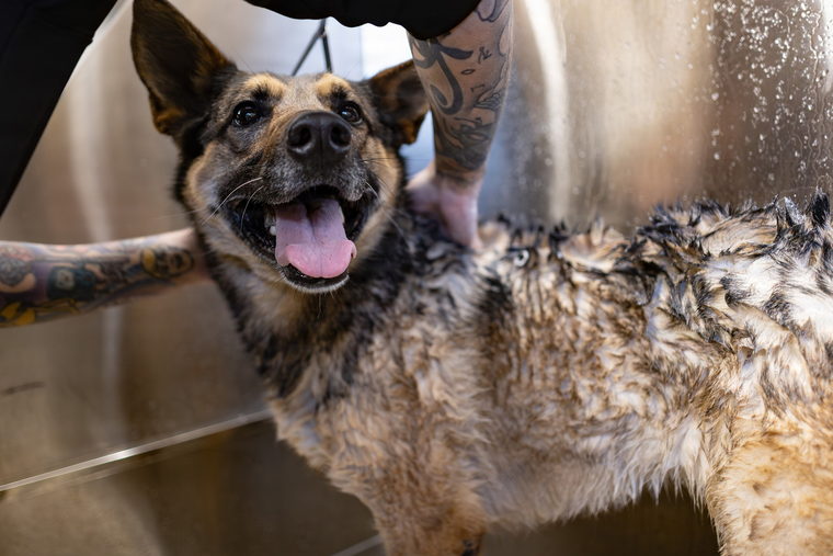A wet long-coated dog standing on a stainless steel table, mouth open and ears up.
