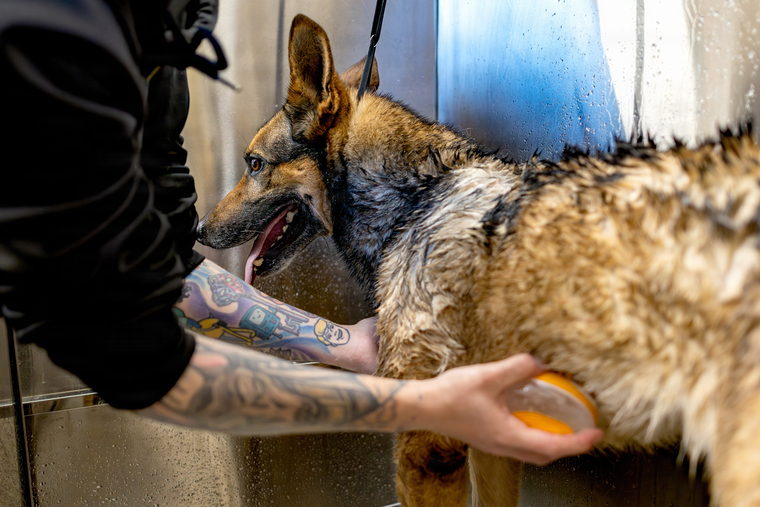 Two hands working shampoo into the back of a wet dog with an orange sponge.