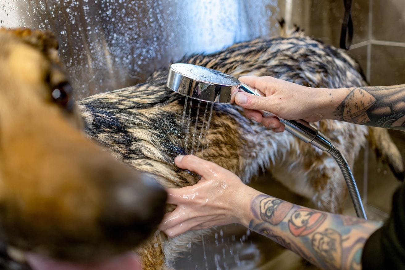 A shower spray rinsing lather from a German shepherd’s coat in a grooming tub.