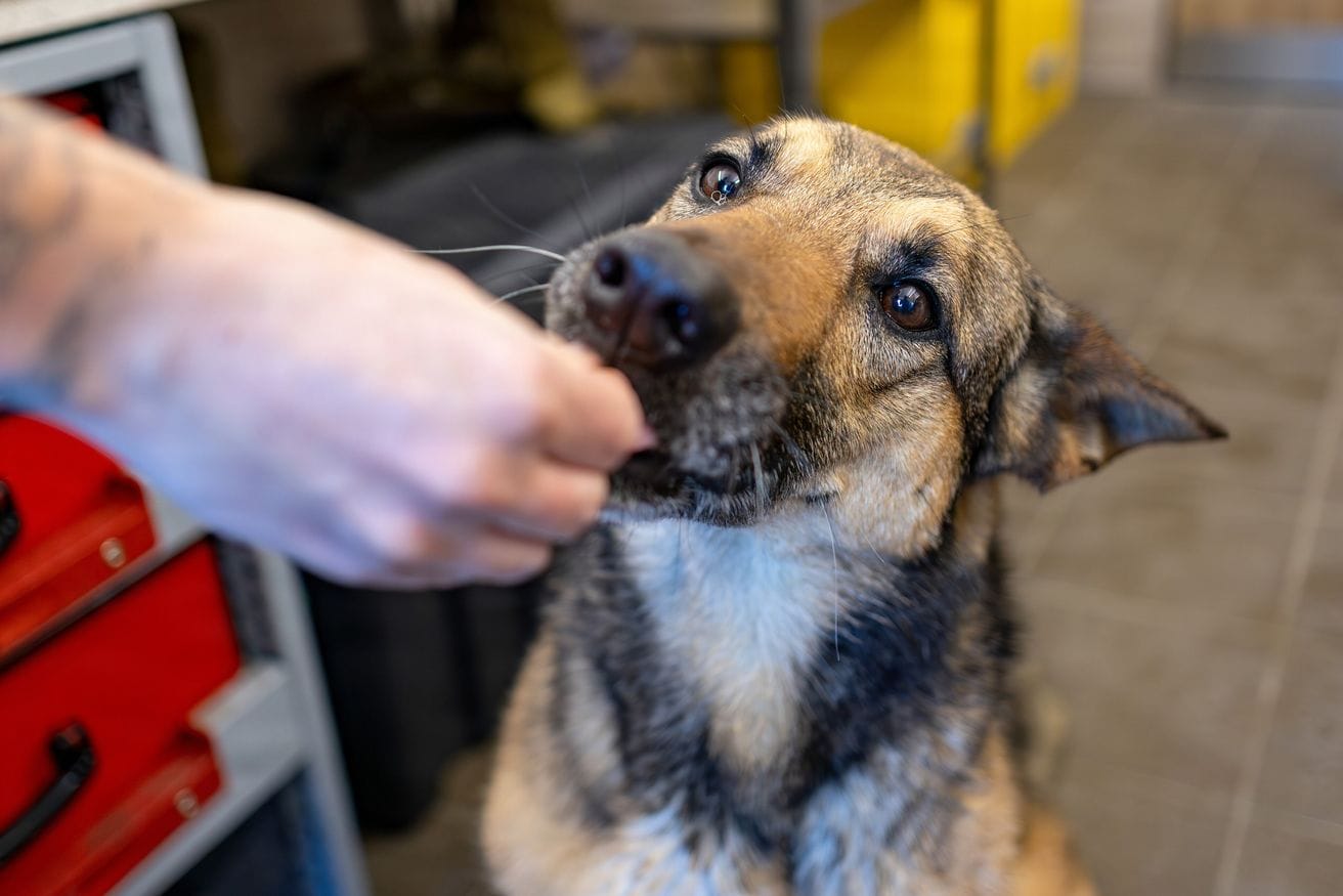A wet German shepherd taking a treat from a hand during a pause in its bath.