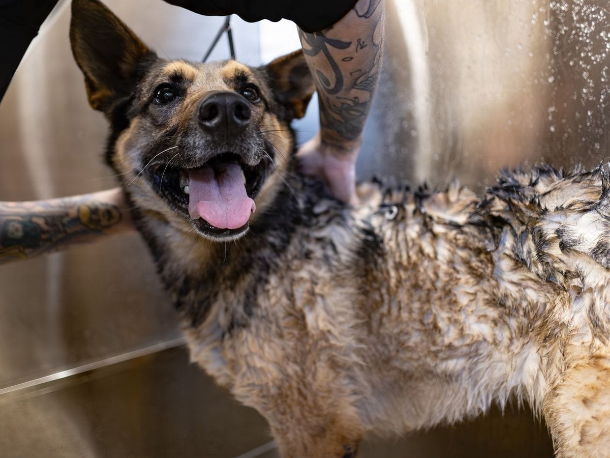 A wet German shepherd sitting in a stainless steel grooming tub with its ears up and mouth open.