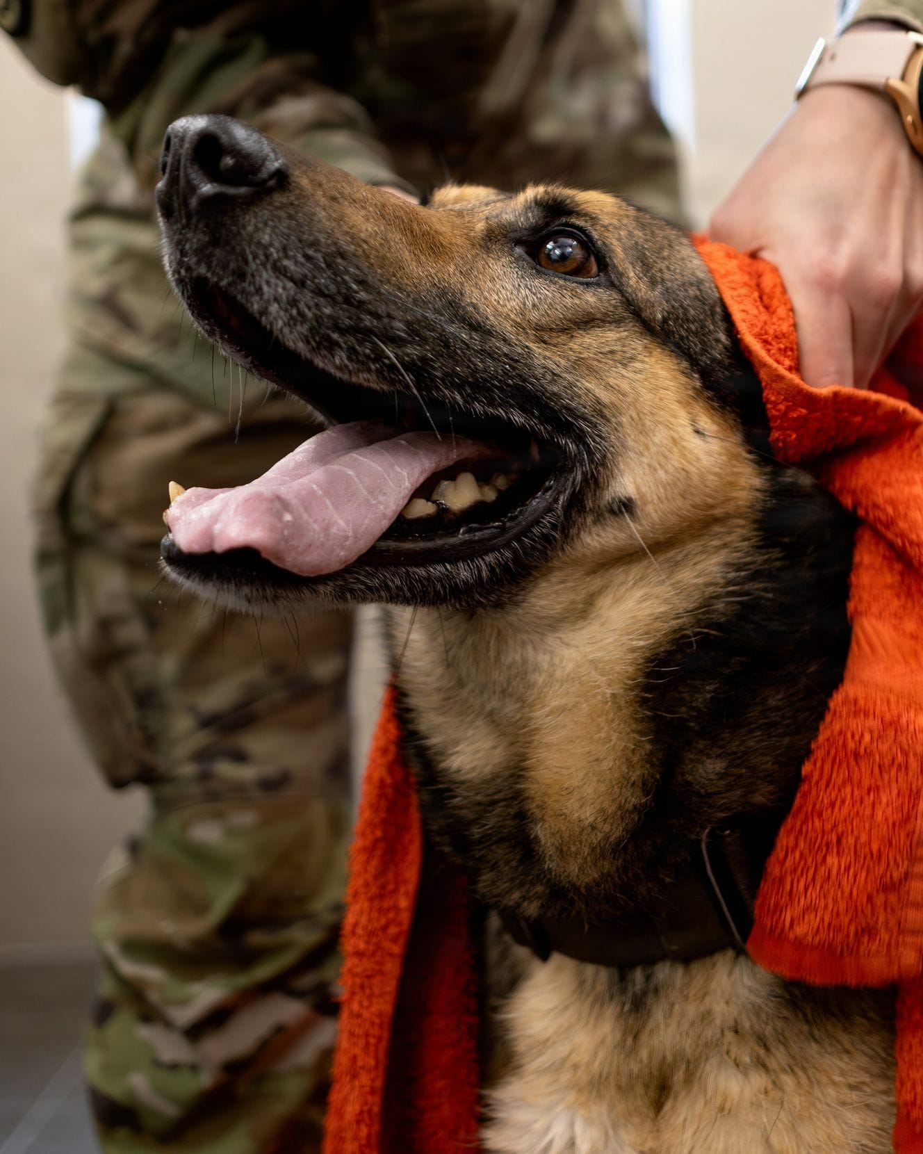 A German shepherd being towel-dried in an orange towel.