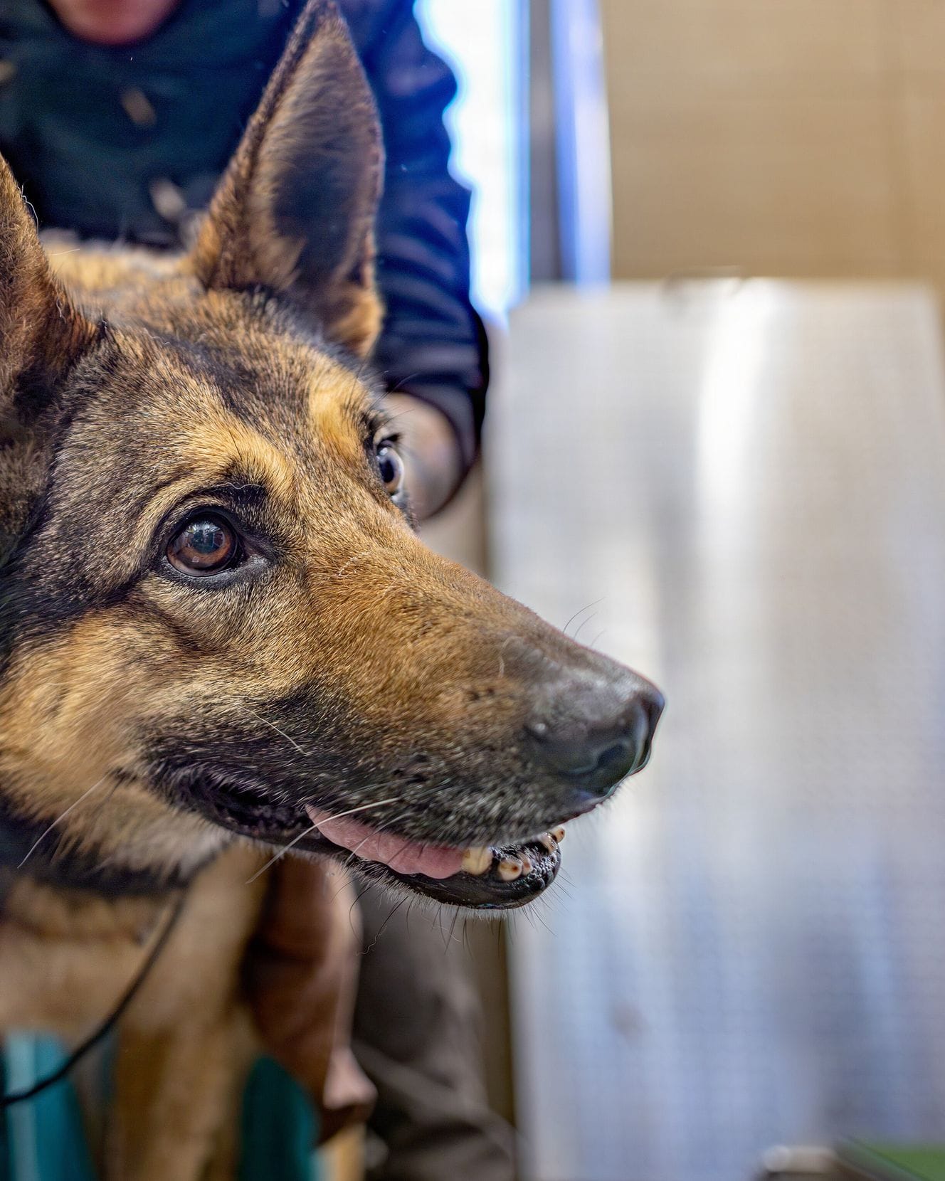 A close profile of a German shepherd with its ears up after grooming.