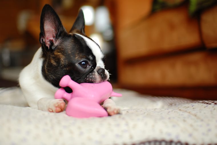 A Boston terrier lying on a blanket with a pink rubber toy between its front paws.