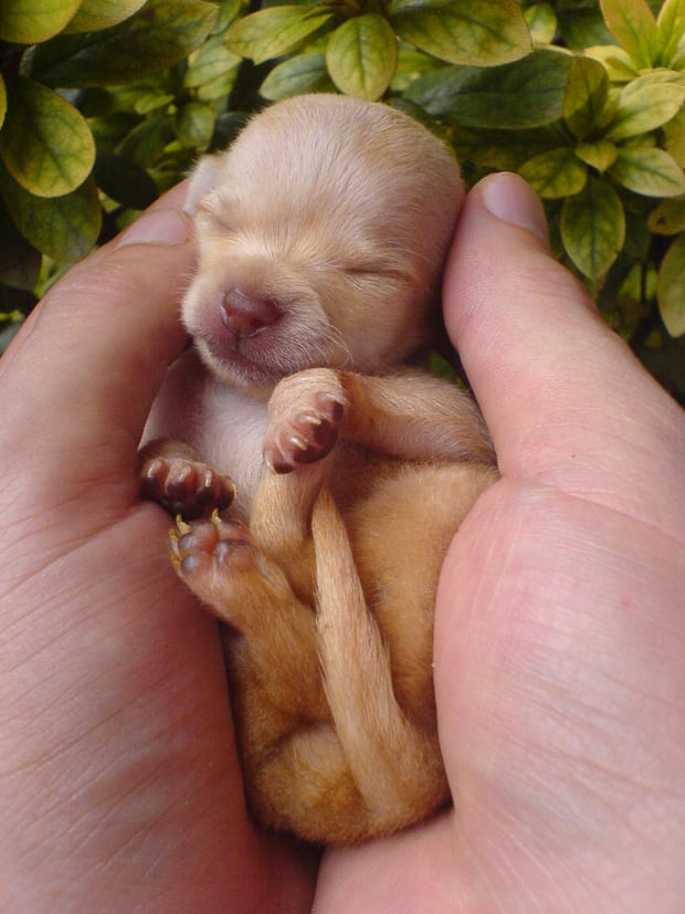 A young puppy held in two cupped hands.