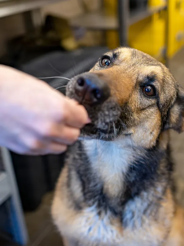 A hand held near a dog's muzzle with the person otherwise outside the frame.