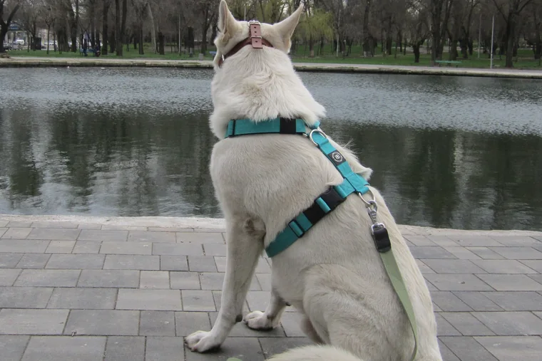 A white dog seen from behind wearing a teal walking harness beside water.