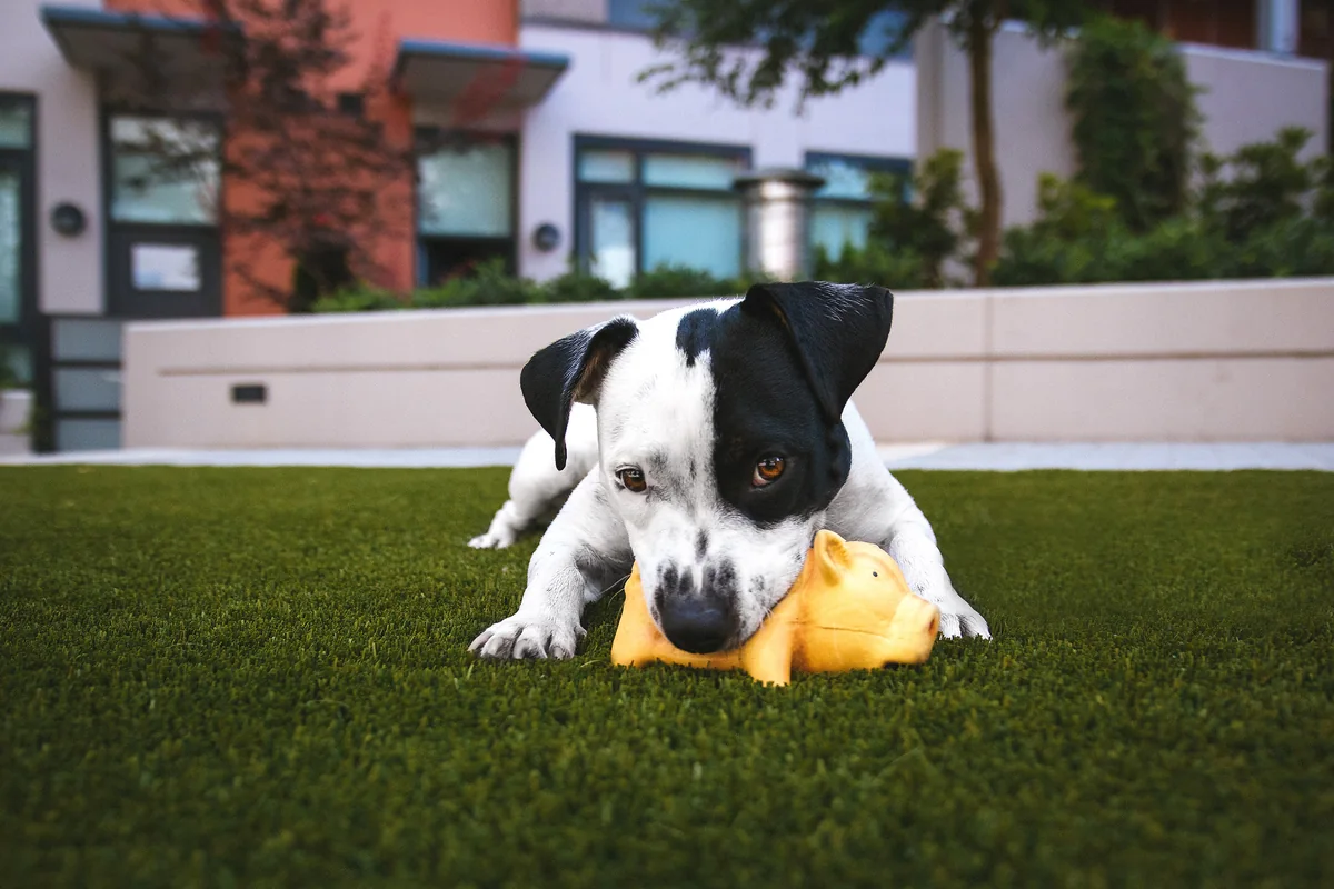 A black and white dog lying on grass with a yellow rubber toy between its paws.