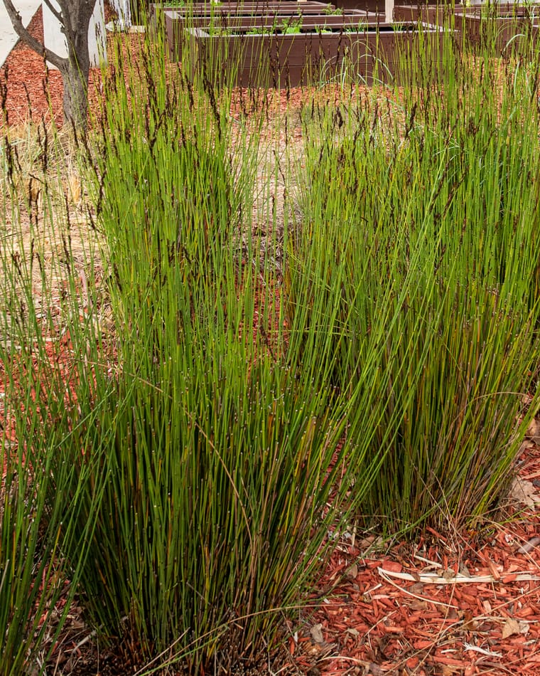 Tall clumps of fine upright ornamental grass growing out of red bark mulch.