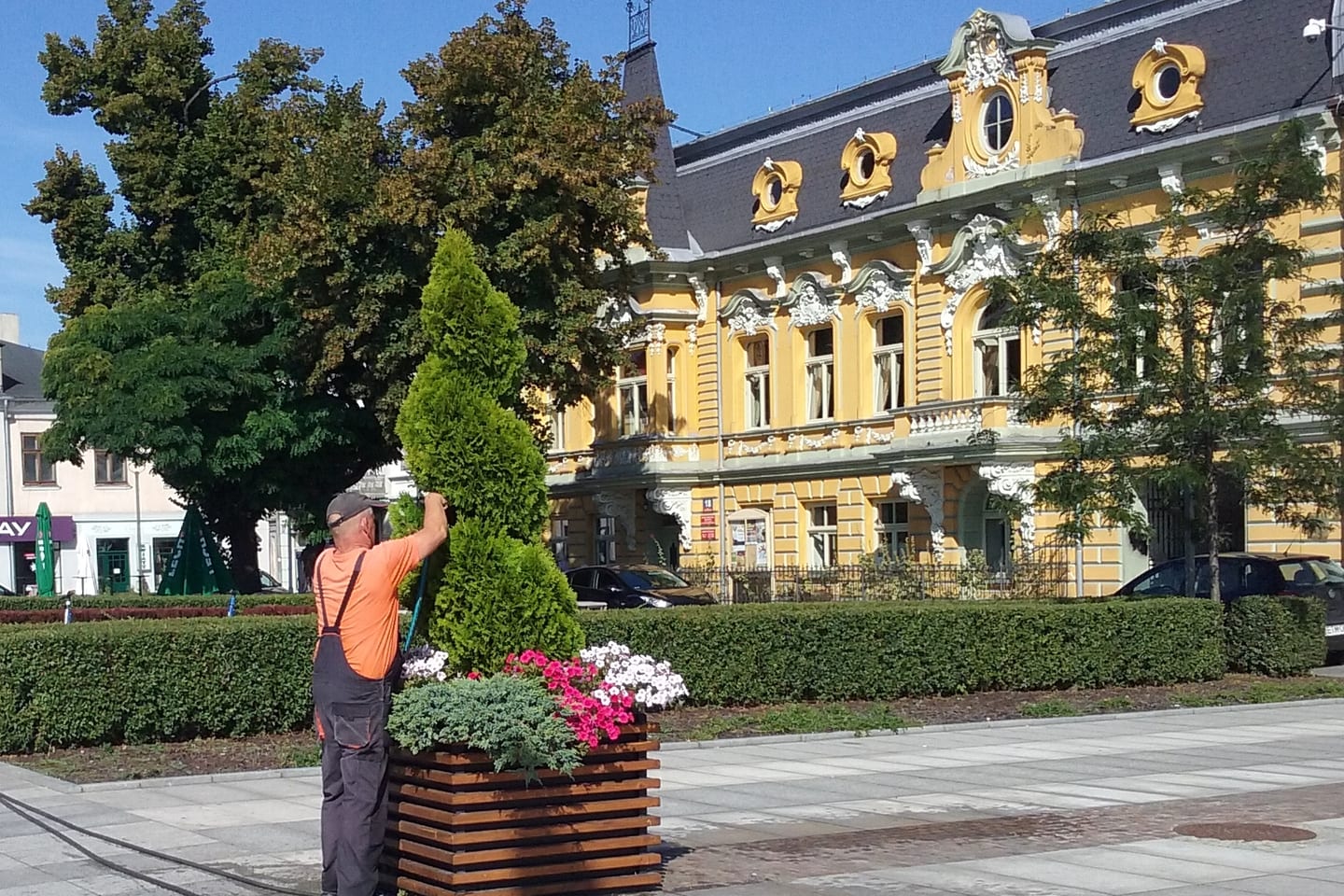 A gardener in a broad hat trimming a cone-shaped shrub in a timber street planter, with flowering bedding around its base