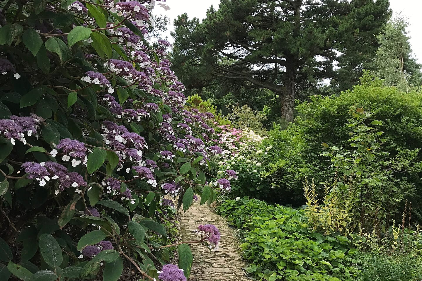 A narrow path running between deep mixed borders of hydrangea and shrubs, with tall conifers behind.