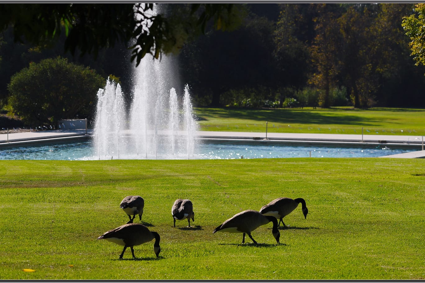 A broad mown park lawn with a fountain playing in a pool beyond and geese grazing at the edge of the grass