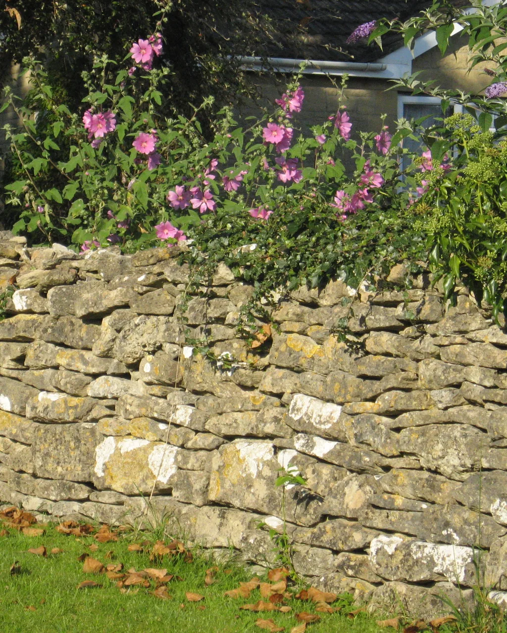 A tall view of a dry-laid stone wall and grass verge