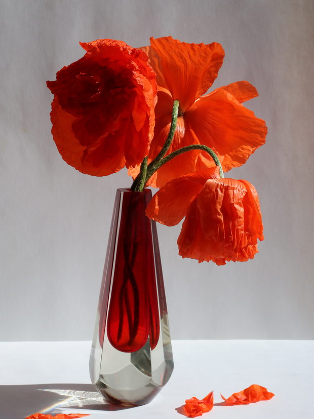 Orange oriental poppies in a slim red glass vase, petals fallen on the table.