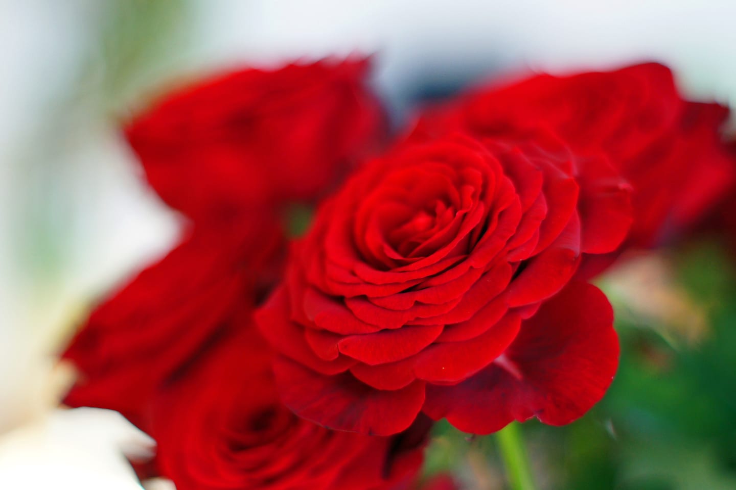 Deep red roses photographed close, the furthest blooms falling out of focus.